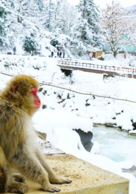 Nagano, Snow Monkey Private Tour