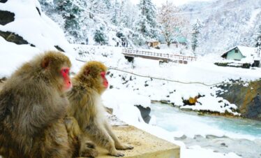 Nagano, Snow Monkey Private Tour