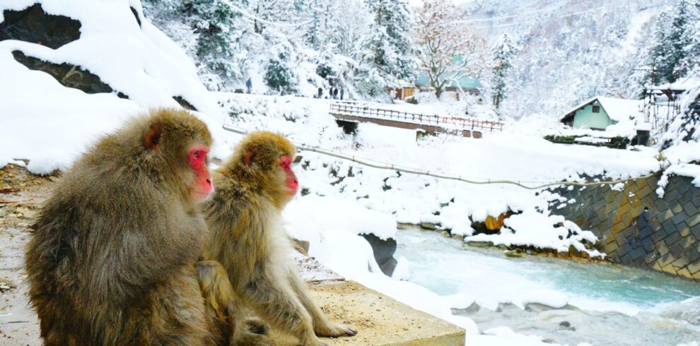Nagano, Snow Monkey Private Tour