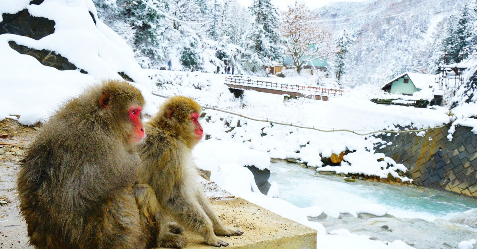 Nagano, Snow Monkey Private Tour